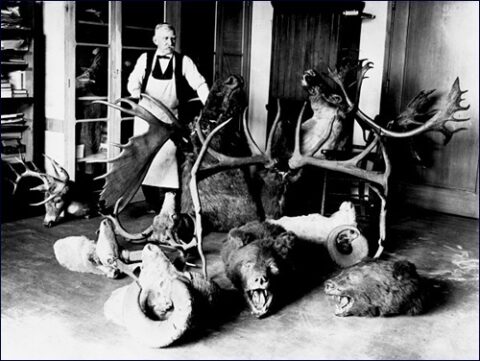 National Photo Company: Taxidermist with Trophies - Photo 1